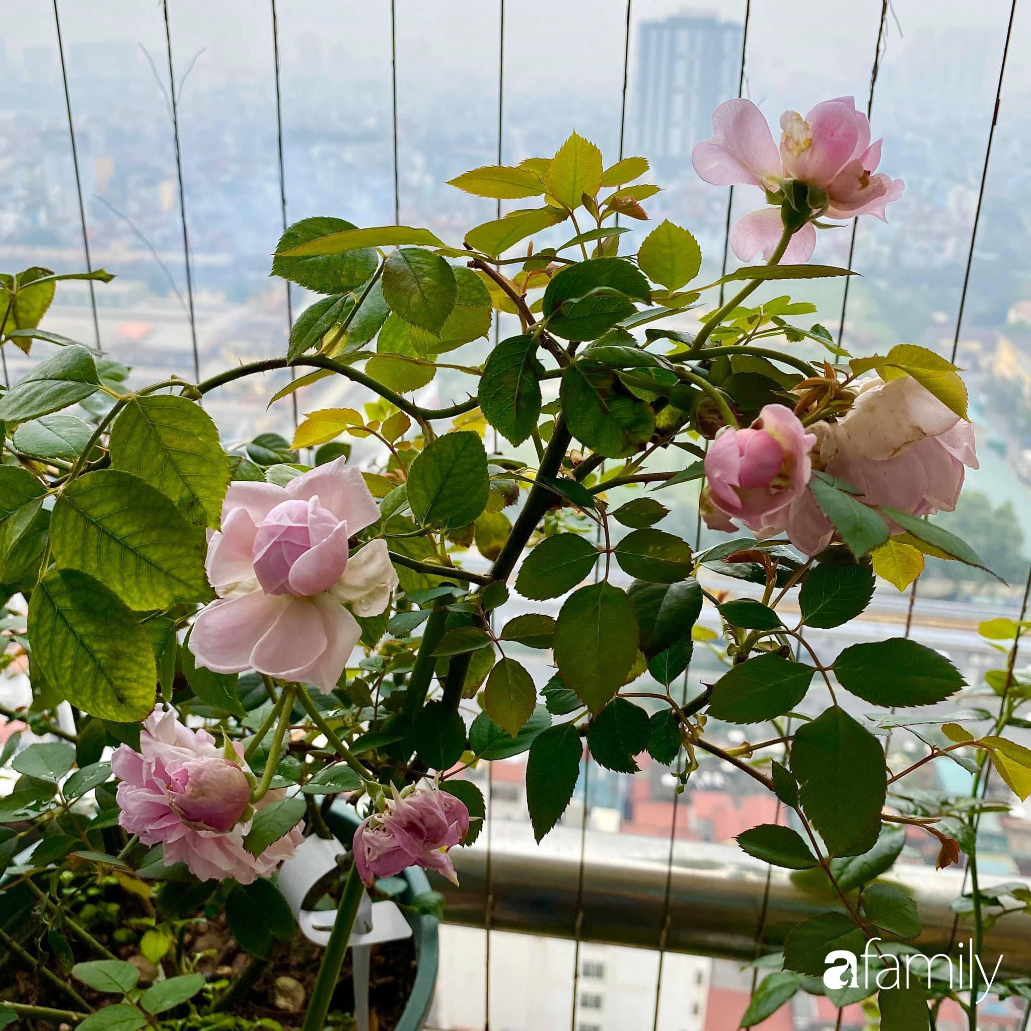 Mẹo hay của mẹ trẻ Hà Nội giúp bạn tự mua phụ kiện tạo vườn hồng đẹp mê ly ở ban công - Ảnh 2.