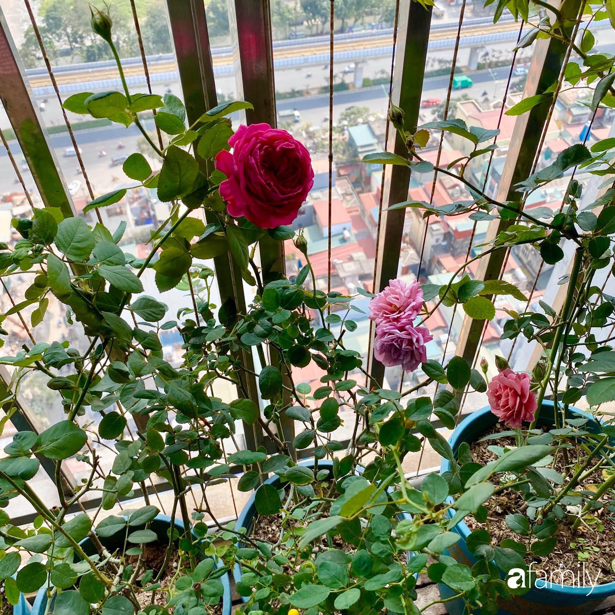 Mẹo hay của mẹ trẻ Hà Nội giúp bạn tự mua phụ kiện tạo vườn hồng đẹp mê ly ở ban công - Ảnh 15.