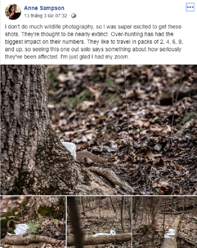 Chụp hình cuộn giấy vệ sinh chơ vơ giữa rừng như loài &quot;sắp tuyệt chủng&quot;, nữ nhiếp ảnh gia khiến cộng đồng mạng được trận cười vỡ bụng, nể phục ý tưởng sáng tạo - Ảnh 1.