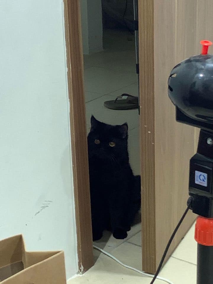 Chú mèo đen xì: Một chú mèo đen xì xinh đẹp đã xuất hiện! Hãy xem hình ảnh và cảm nhận sự thông minh, tinh nghịch của chú mèo này nào!