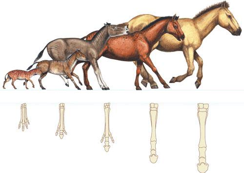 Hóa ra ngựa được &quot;thiết kế&quot; để ngồi giống chó - Ảnh 1.