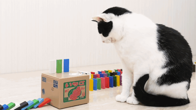 cats-and-domino-online-video-cut-1585029368520204211358.gif