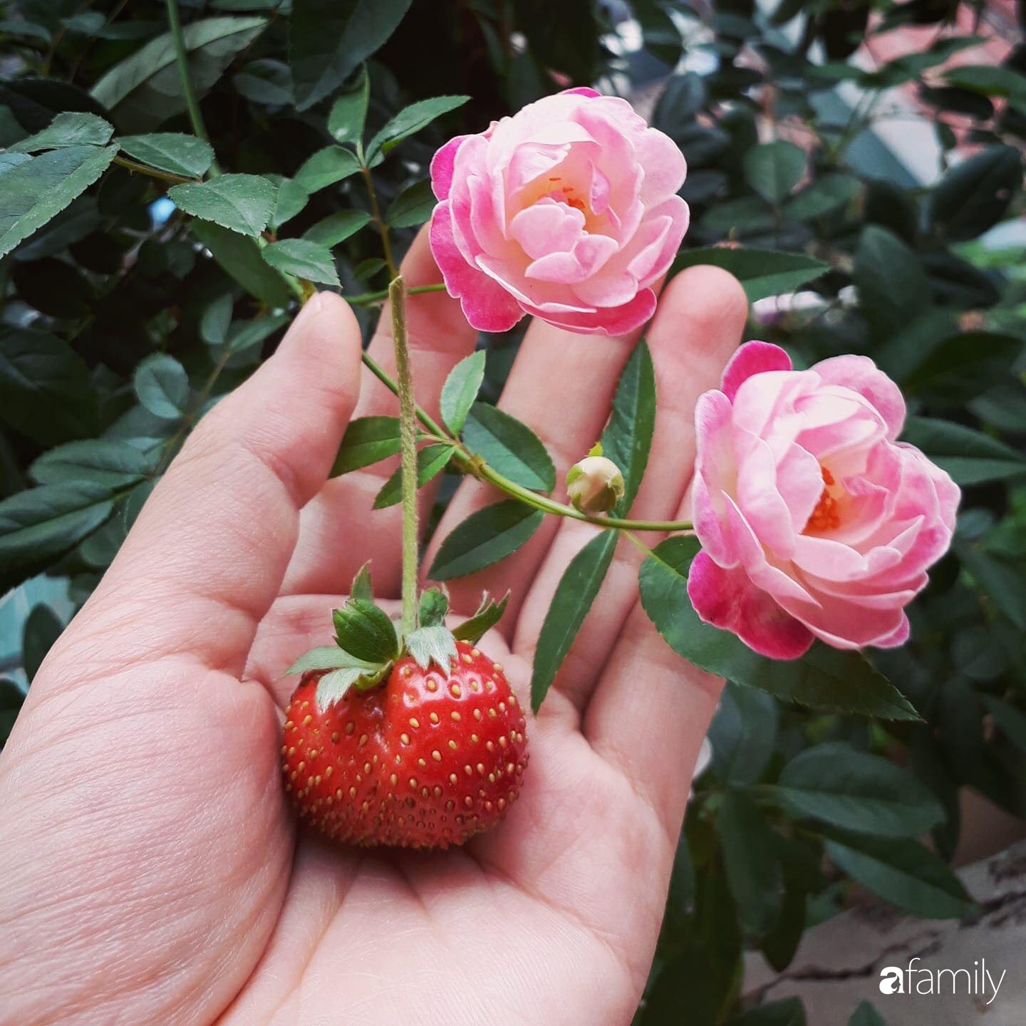 Ban công tập thể biến thành khu vườn đủ loại rau quả và hoa nhờ bí quyết đặc biệt của mẹ trẻ Hà Nội - Ảnh 16.