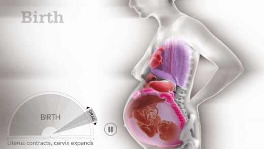 Kinh ngạc với hình ảnh các cơ quan nội tạng của người mẹ khi mang thai sẽ thay đổi như thế nào  - Ảnh 8.