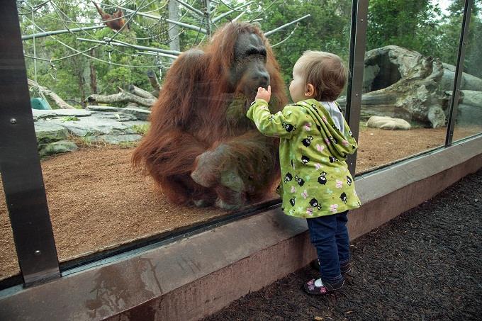 Con nghỉ học ở nhà tránh dịch, bố mẹ có thể cho con "đi sở thú, tham quan  công viên" bằng cách này