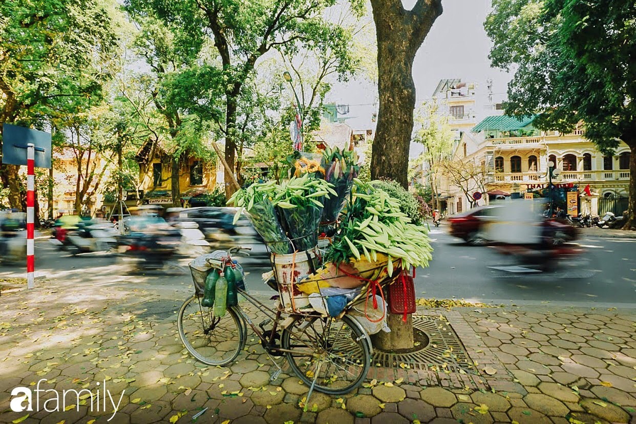 Mùa hoa loa kèn về giữa dịch Covid-19, phố phường vắng tanh, loài hoa thanh tú ngày nào bỗng nhiên bị &quot;thất sủng&quot;  - Ảnh 2.