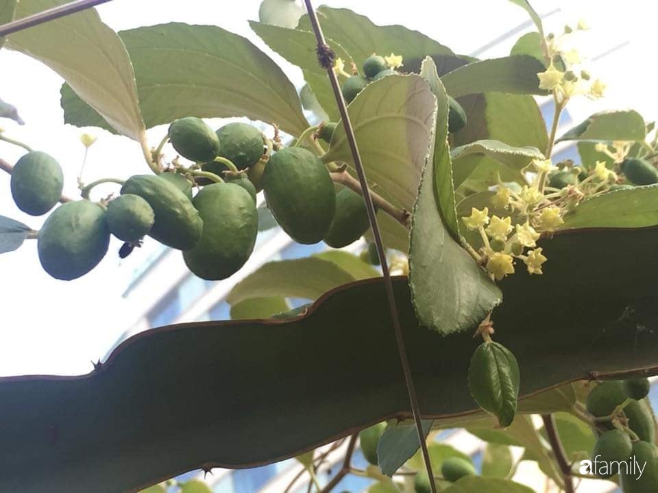 Mẹ đảm mát tay trồng đủ loại cây trái tốt tươi trên sân thượng 100m2 ở Hà Nội - Ảnh 11.