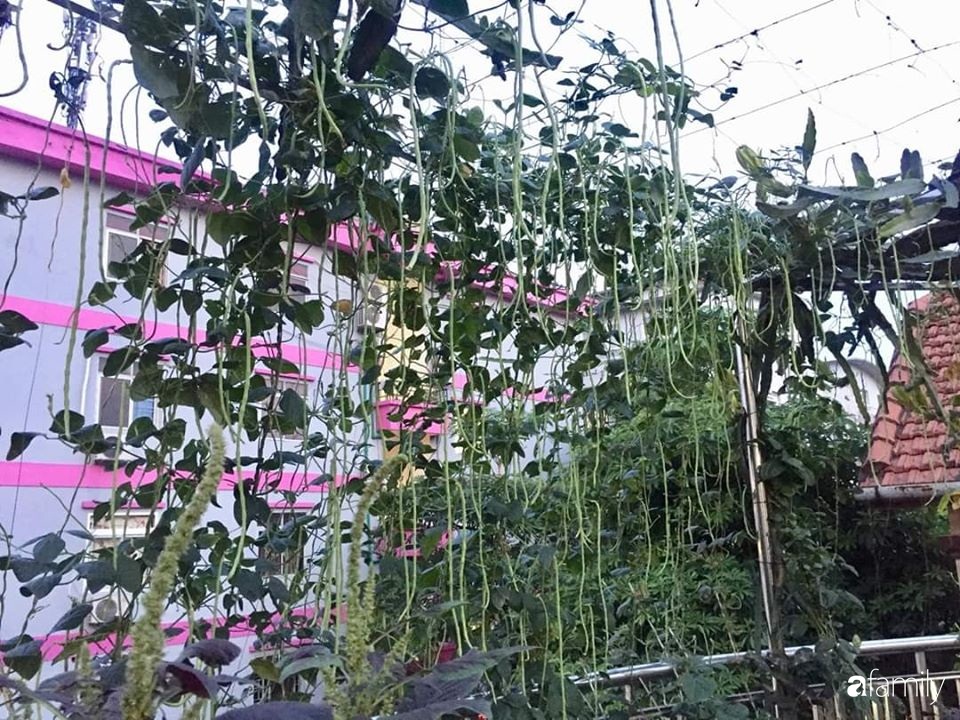 Mẹ đảm mát tay trồng đủ loại cây trái tốt tươi trên sân thượng 100m2 ở Hà Nội - Ảnh 2.