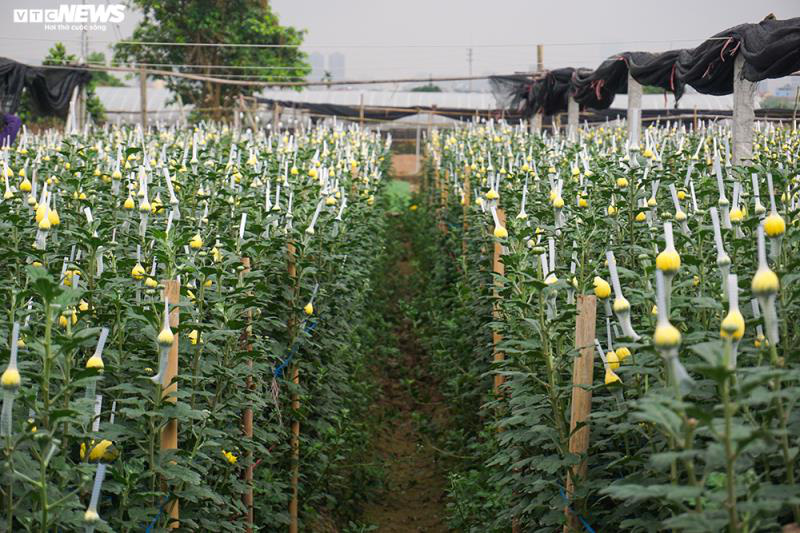 Thấm đòn Covid-19, giá hoa 8/3 giảm một nửa, người trồng lỗ nặng - Ảnh 3. Thấm đòn Covid-19, giá hoa 8/3 giảm một nửa, người trồng lỗ nặng - Ảnh 3.
