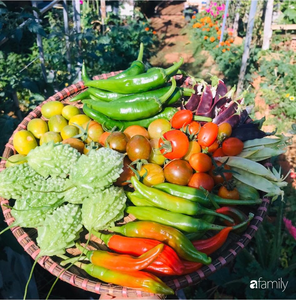 Vườn rau quả tốt tươi đủ loại giúp cả nhà quanh năm được thưởng thức đồ sạch ở Lâm Đồng - Ảnh 3.