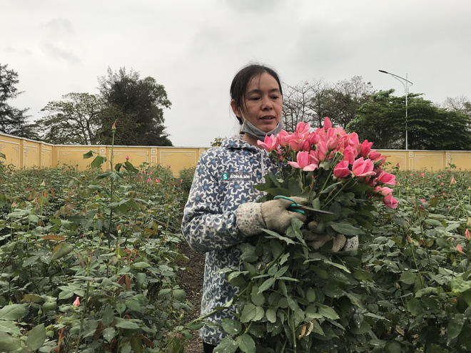 Làng hoa lớn nhất Hà Nội ủ rũ vì Covid-19: “Chắc phải bán đất để bù lỗ&quot; - Ảnh 2.