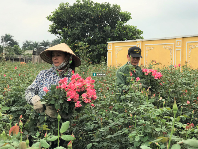 Làng hoa lớn nhất Hà Nội ủ rũ vì Covid-19: “Chắc phải bán đất để bù lỗ&quot; - Ảnh 5.