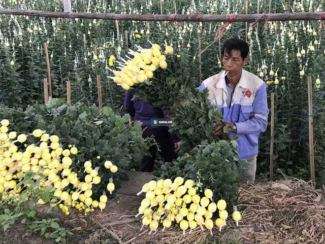 Làng hoa lớn nhất Hà Nội ủ rũ vì Covid-19: “Chắc phải bán đất để bù lỗ&quot; - Ảnh 8.