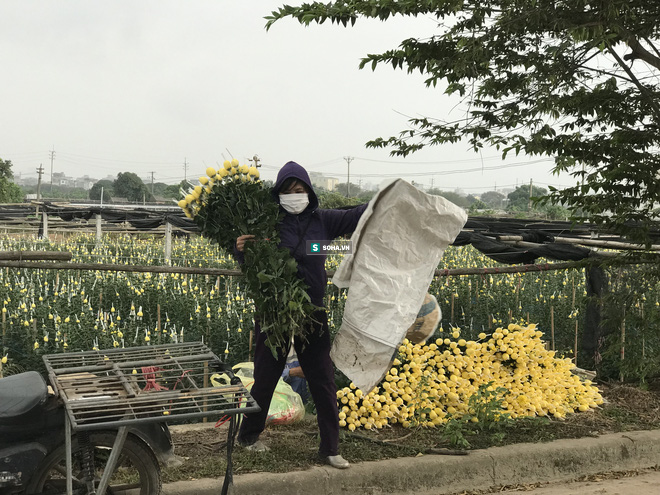 Làng hoa lớn nhất Hà Nội ủ rũ vì Covid-19: “Chắc phải bán đất để bù lỗ&quot; - Ảnh 12.