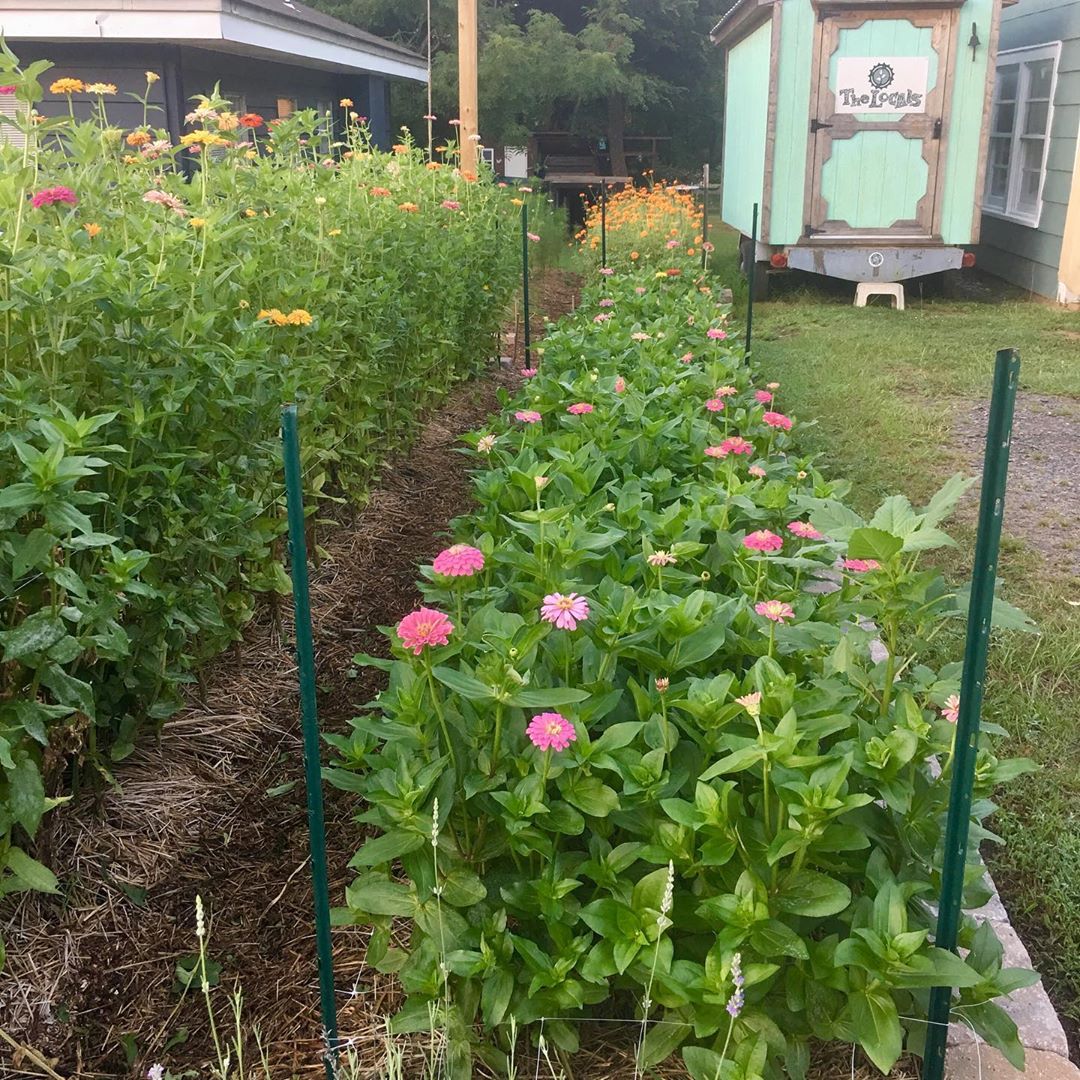 Cô gái trẻ trồng cả vườn rau và hoa theo phương pháp hữu cơ vì yêu thích sống trong không gian xanh - Ảnh 13.
