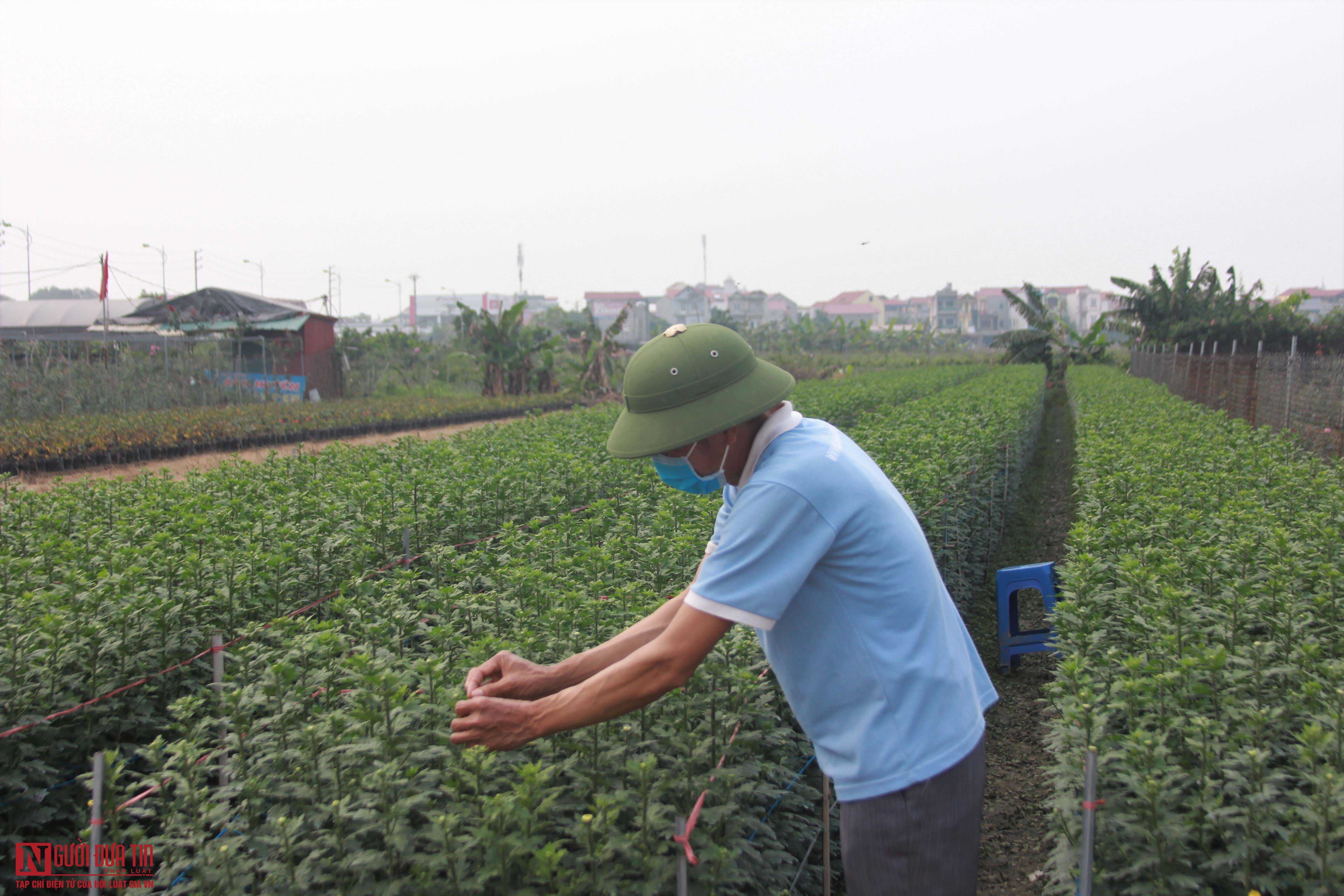 Dịch Covid-19 khiến &quot;hoa cười người khóc&quot;, nông dân nghẹn đắng ước &quot;giá mà hoa ăn được tôi cũng đem tích trữ&quot; - Ảnh 3.