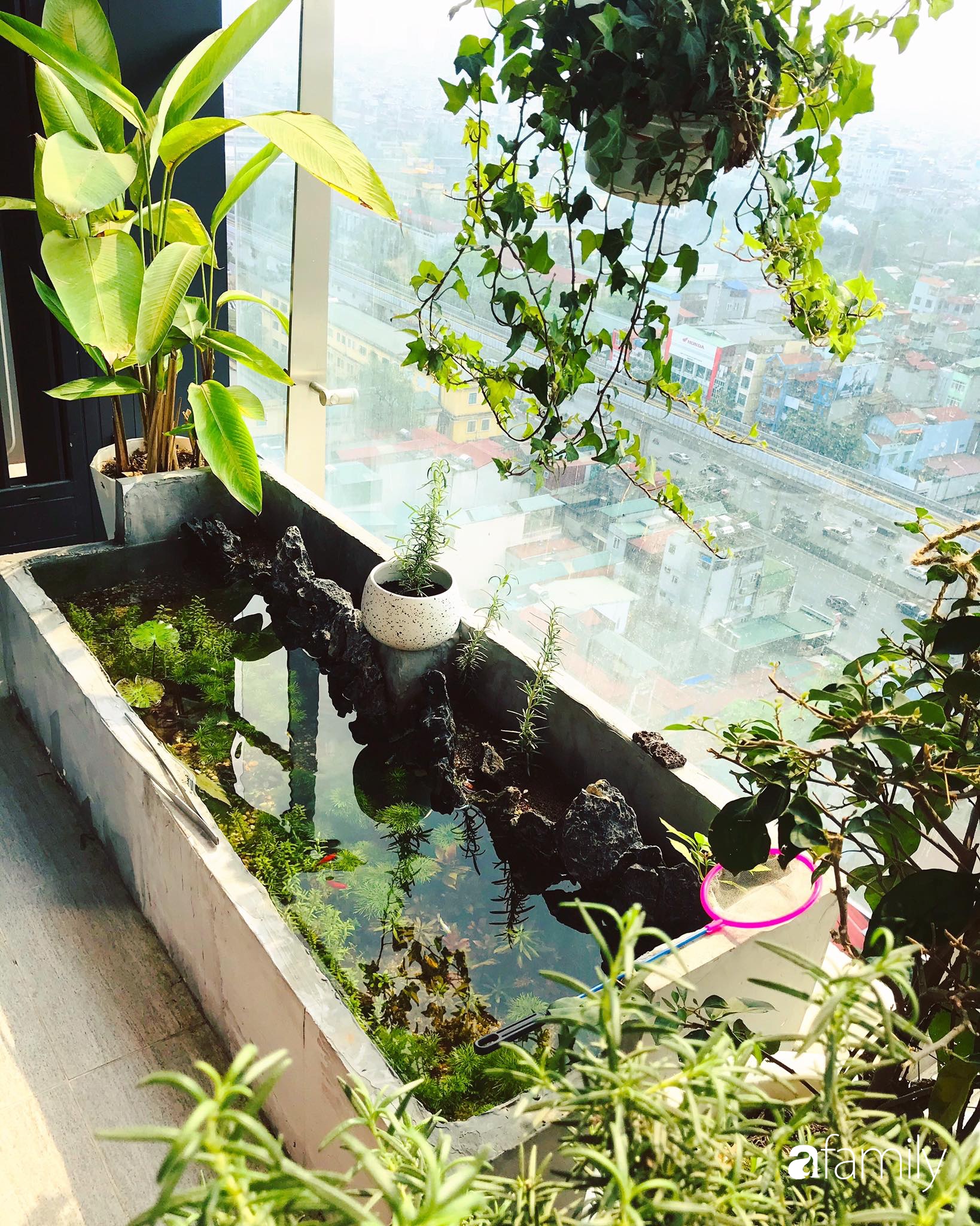 Có ngay bể cá siêu đẹp cho những ngày ở nhà thảnh thơi đọc sách chỉ bằng 2 thùng xốp cùng hướng dẫn đơn giản của ông chồng quốc dân Hà Nội - Ảnh 5. Có ngay bể cá siêu đẹp cho những ngày ở nhà thảnh thơi đọc sách chỉ bằng 2 thùng xốp cùng hướng dẫn đơn giản của ông chồng quốc dân Hà Nội - Ảnh 5.
