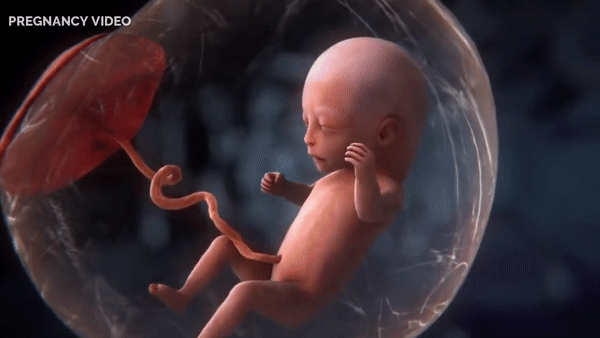 Clip ấn tượng về sự hình thành và phát triển của em bé trong tử cung của mẹ - Ảnh 6.