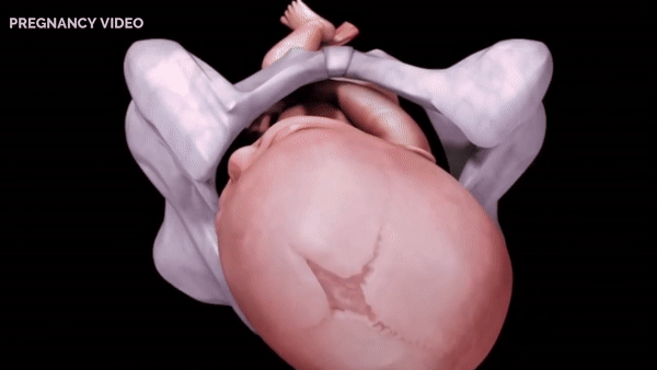 Clip ấn tượng về sự hình thành và phát triển của em bé trong tử cung của mẹ - Ảnh 8.