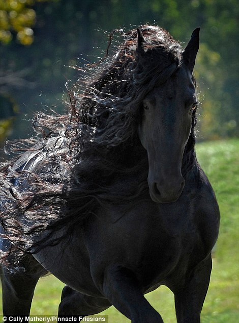 Gặp gỡ &quot;ngựa tóc dài&quot; đẹp trai lãng tử nhất thế giới - Ảnh 1.