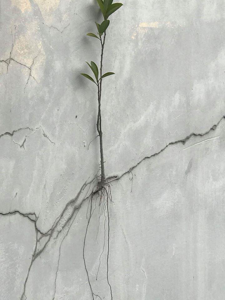 Anh chàng khoe cái cây xanh tốt mọc trên nền xi măng khô cằn, dân ...