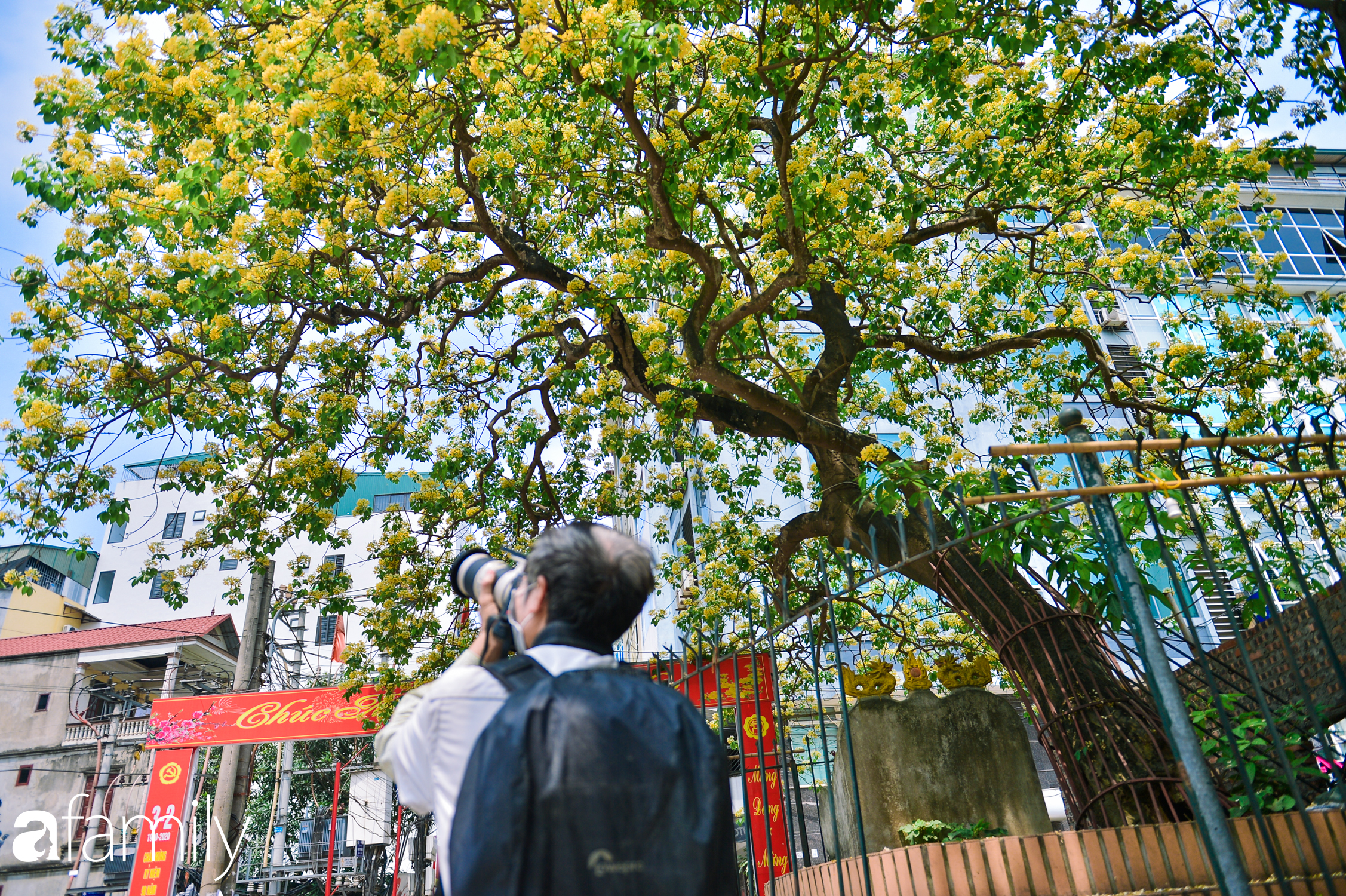 Đứng lặng trước vẻ đẹp của cây Hoa Bún duy nhất tại Hà Nội, làm &quot;bảo vật&quot; cho làng cổ suốt 300 năm hiếm nơi đâu có được - Ảnh 8.