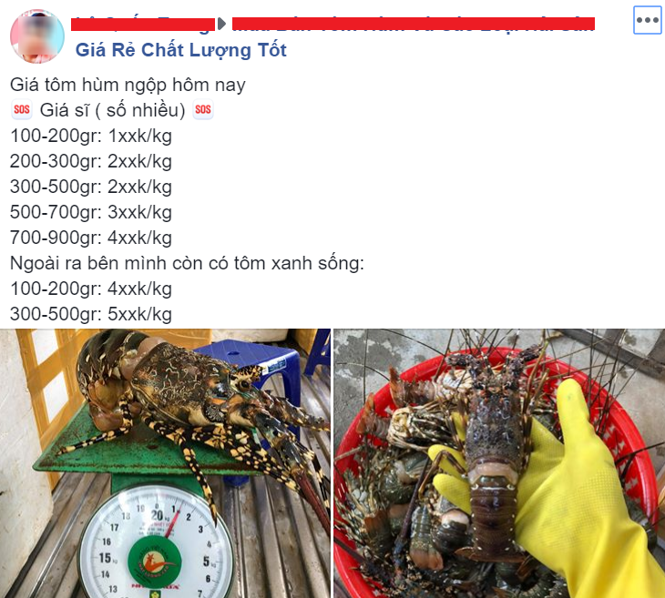 Tôm hùm giảm giá chưa từng thấy, dân buôn khóc dở vì ôm cả tấn hàng tồn - Ảnh 2.