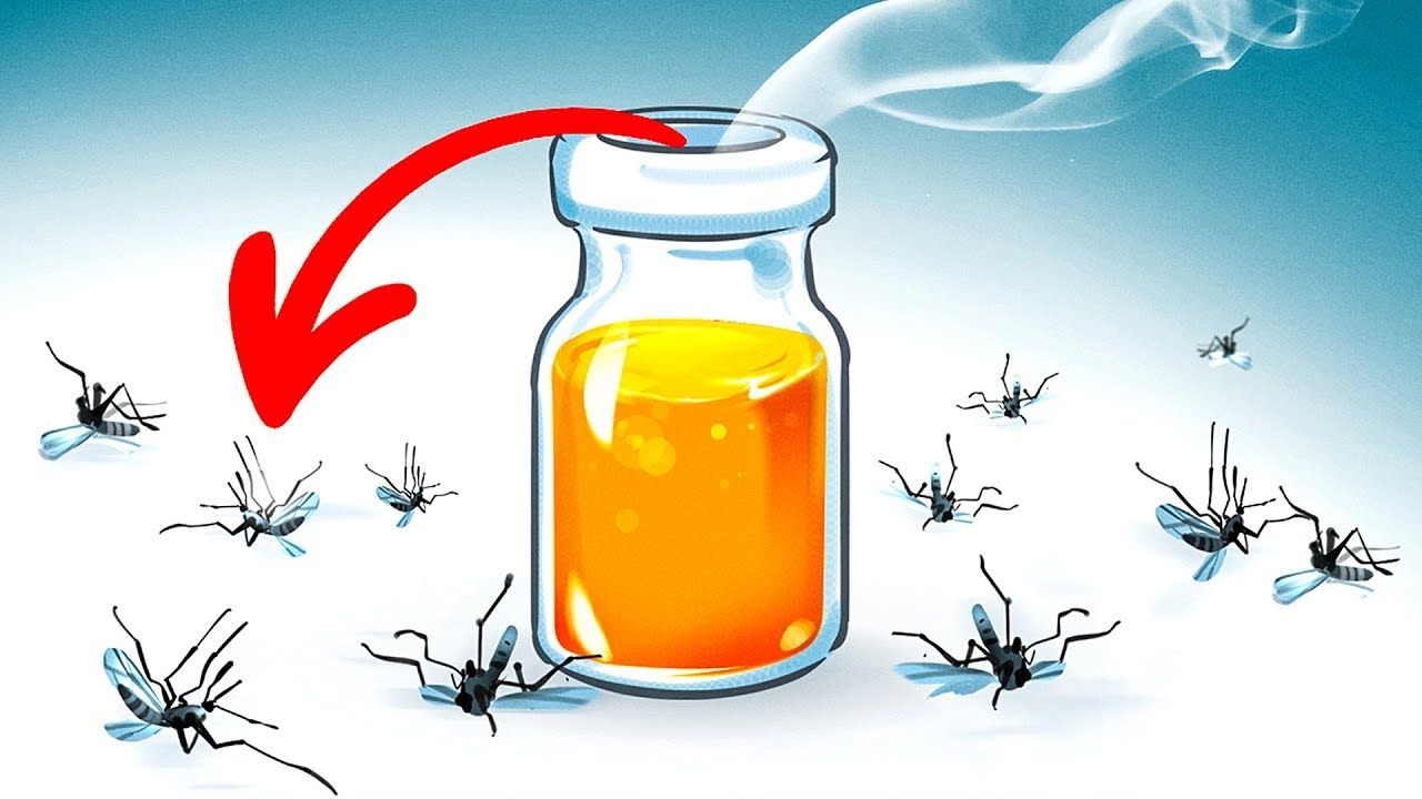 8 loại hương hoa có thể giúp diệt và xua đuổi muỗi trong nhà thích hợp dùng vào những ngày hè - Ảnh 9.