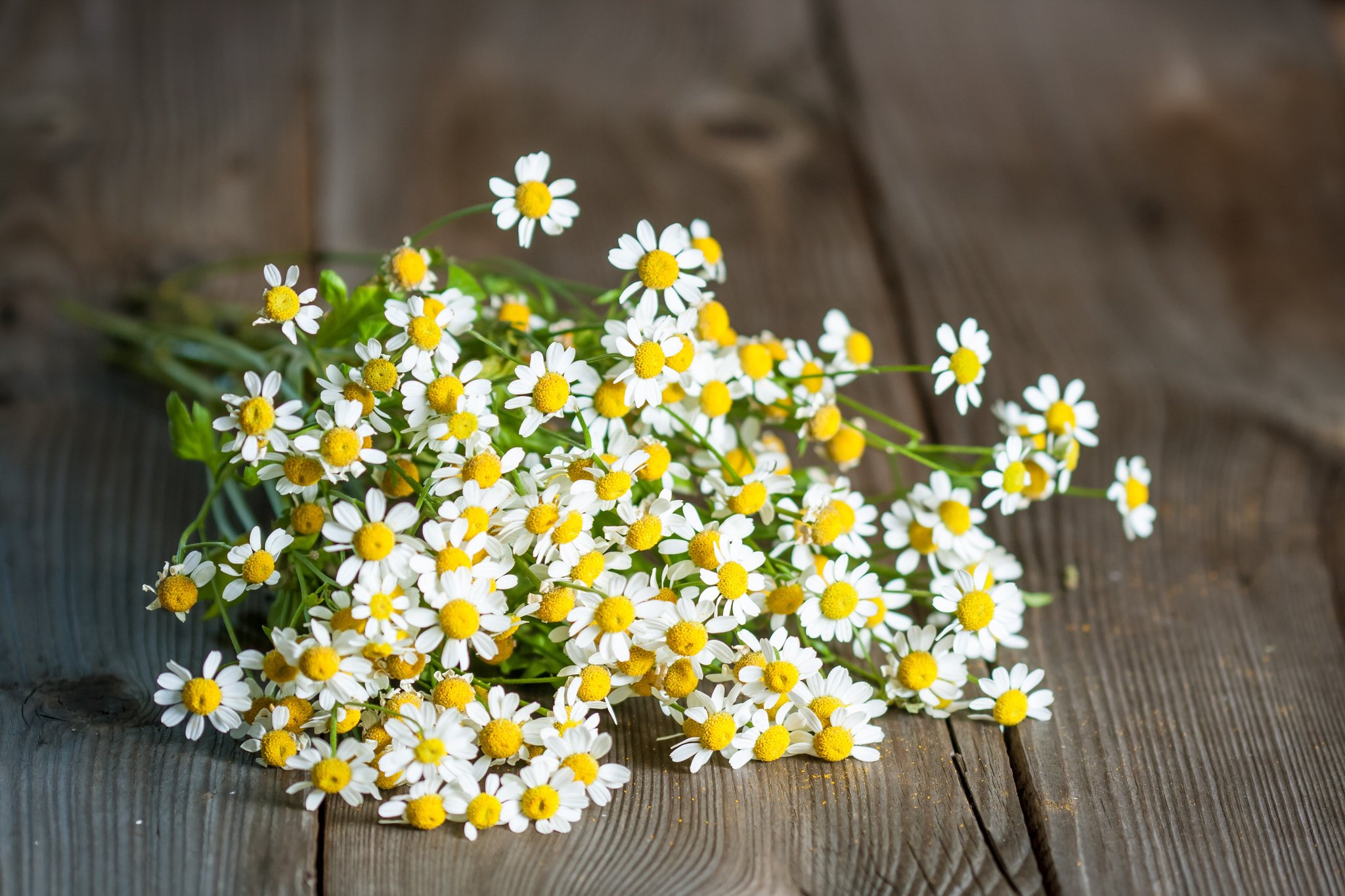 8 loại hương hoa có thể giúp diệt và xua đuổi muỗi trong nhà thích hợp dùng vào những ngày hè - Ảnh 6.