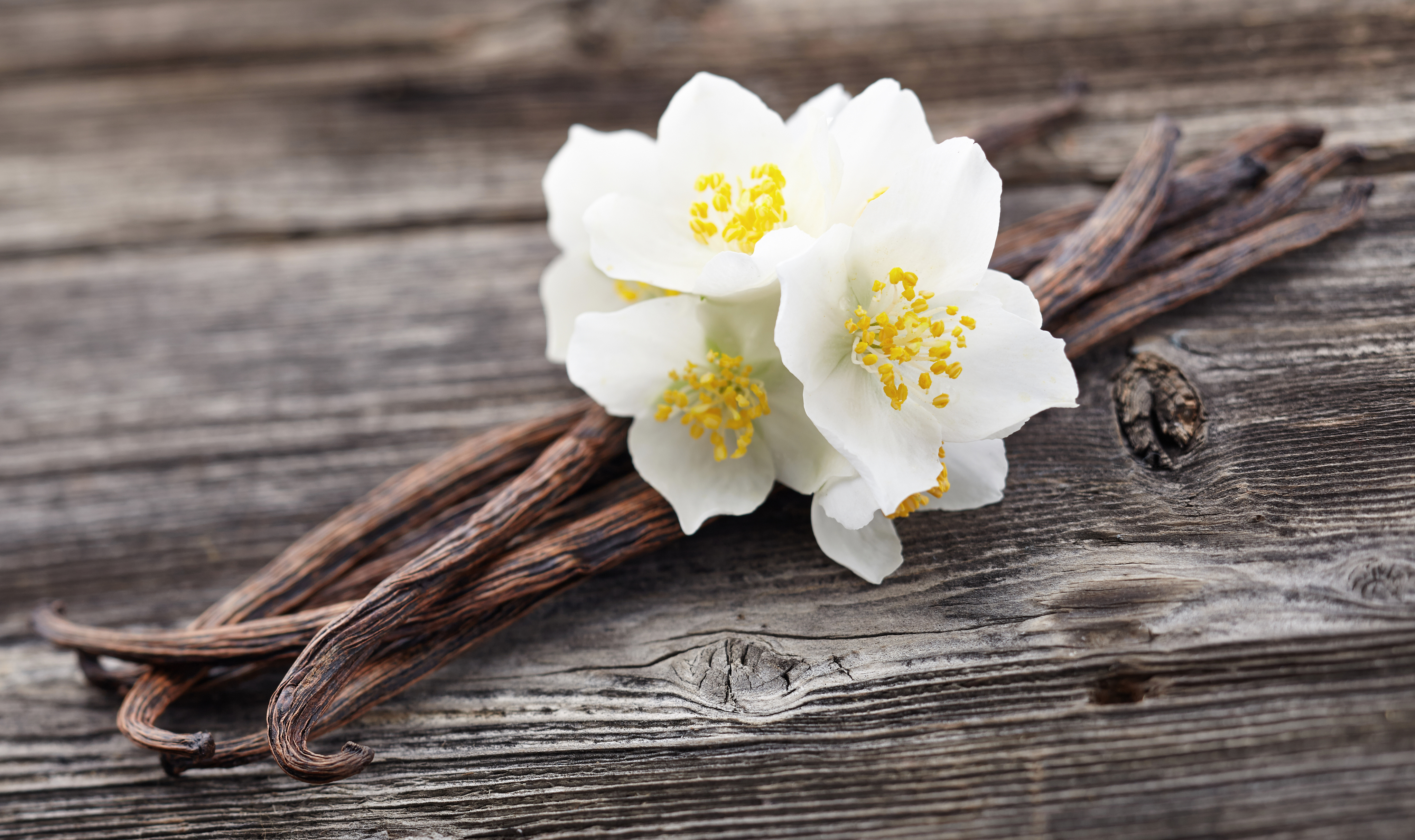 8 loại hương hoa có thể giúp diệt và xua đuổi muỗi trong nhà thích hợp dùng vào những ngày hè - Ảnh 2.