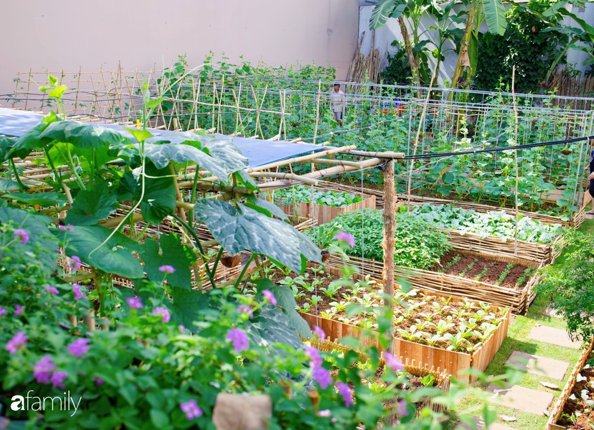 Thiết kế vườn rau trên sân thượng hiệu quả nhấtChuyên gia công ty Quang Anh