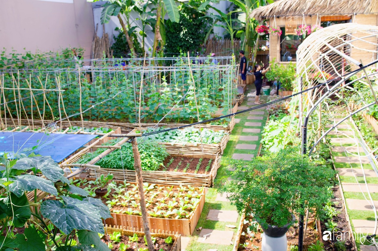 Nghỉ dịch Covid, gia đình trẻ gắn kết yêu thương bằng cách cải tạo vườn rau xanh tốt giữa lòng Sài Gòn - Ảnh 3.