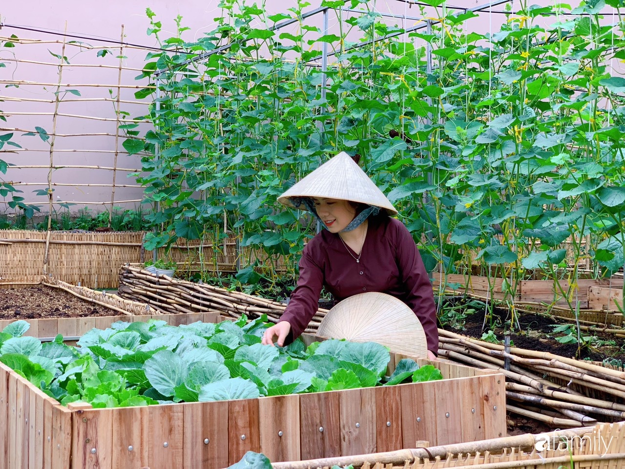 Vườn rau sạch thanh niên  hành động nhỏ ý nghĩa lớn