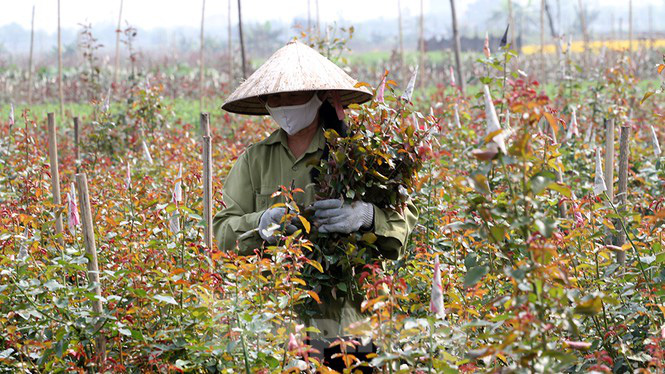 Cuộc sống trong thôn Hạ Lôi sau hơn mười ngày cấm cung vì COVID-19 - Ảnh 8. Cuộc sống trong thôn Hạ Lôi sau hơn mười ngày cấm cung vì COVID-19 - Ảnh 8.