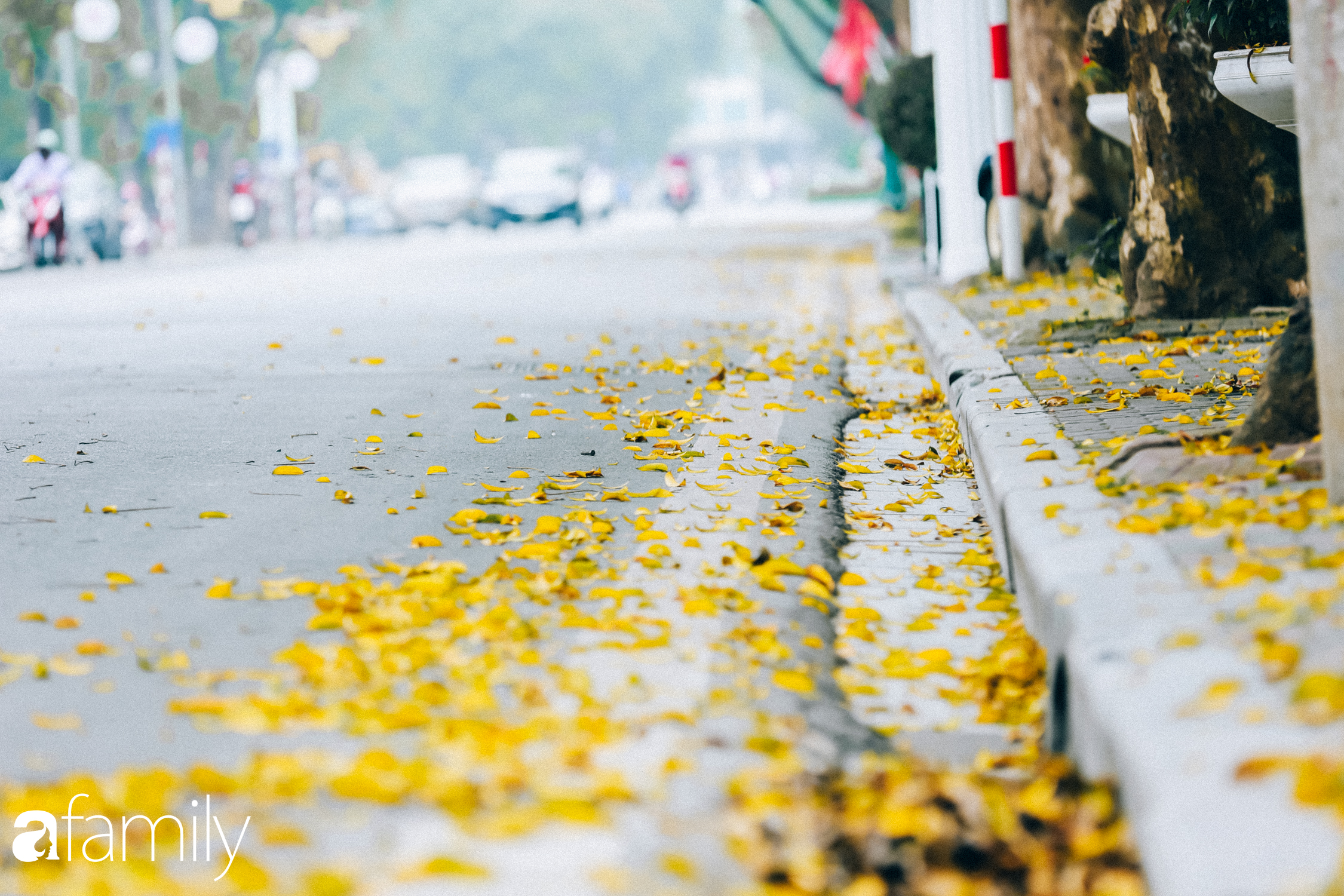 Cuối tháng 4, con phố lãng mạng nhất Hà Nội đón mùa sấu thay lá vàng rực khắp con đường - Ảnh 10.