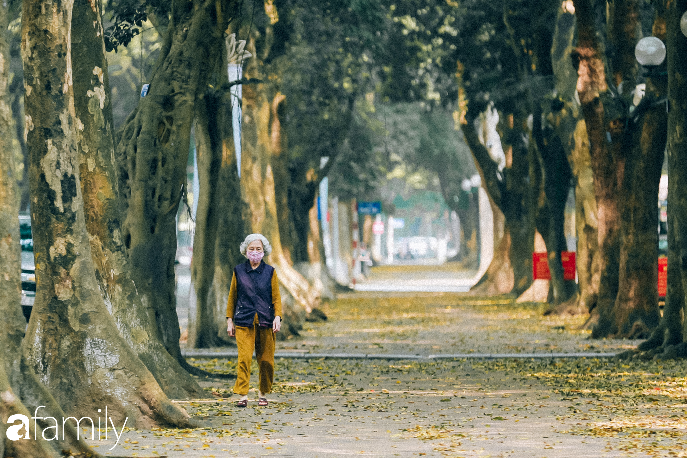 Cuối tháng 4, con phố lãng mạng nhất Hà Nội đón mùa sấu thay lá vàng rực khắp con đường - Ảnh 6.