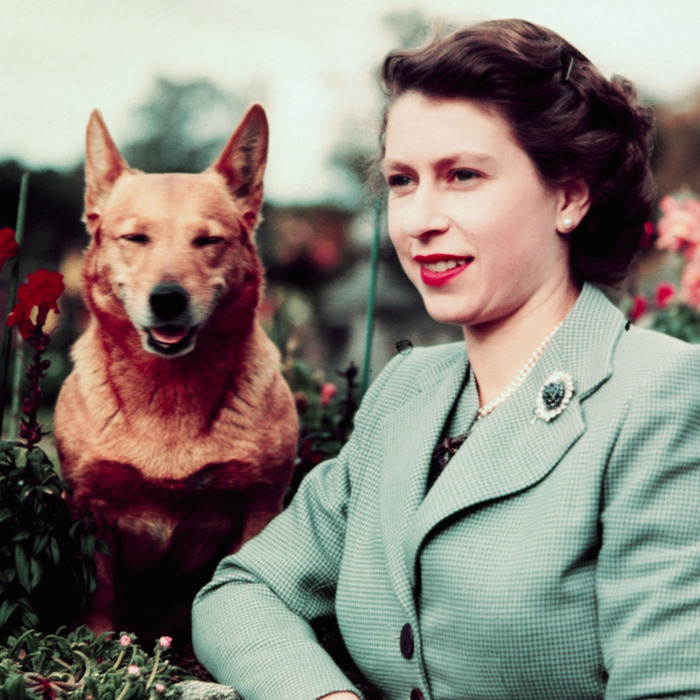 Nữ hoàng Elizabeth II: Từ vị nữ hoàng của lòng dân sống trọn một đời vì đất nước đến người vợ, người mẹ, người bà tuyệt vời của Hoàng gia Anh - Ảnh 6. Nữ hoàng Elizabeth II: Từ vị nữ hoàng của lòng dân sống trọn một đời vì đất nước đến người vợ, người mẹ, người bà tuyệt vời của Hoàng gia Anh - Ảnh 6.