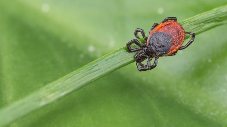 Hiểu đúng về virus lây từ động vật sang người, nhà dịch tễ học chỉ ra 3 sai lầm mà mọi người hay có - Ảnh 4.