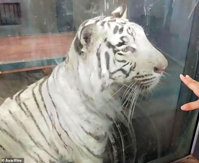Đoạn clip con hổ trắng đi vòng quanh một chỗ trong chuồng ở sở thú khiến dân mạng thương xót, nghi ngờ mắc bệnh tâm lý - Ảnh 5.
