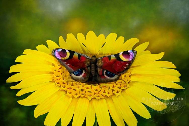Chia sẻ hơn 112 hình vẽ con bướm đang bay hay nhất - Tin Học Vui
