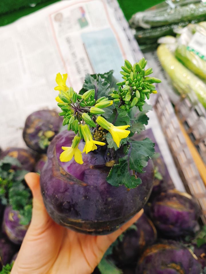 Bị đem b&agrave;y b&aacute;n trong si&ecirc;u thị rồi su h&agrave;o vẫn trổ b&ocirc;ng, d&acirc;n t&igrave;nh sửng sốt v&igrave; lần đầu chứng kiến cảnh tượng 1-0-2 - Ảnh 3.