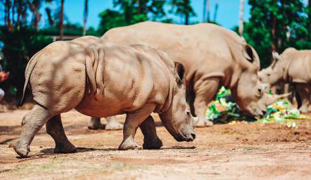 Vinpearl Safari ch&agrave;o đ&oacute;n t&ecirc; gi&aacute;c thứ 3 ch&agrave;o đời - Ảnh 5.