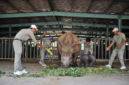 Vinpearl Safari ch&agrave;o đ&oacute;n t&ecirc; gi&aacute;c thứ 3 ch&agrave;o đời - Ảnh 6.