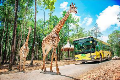 Vinpearl Safari ch&agrave;o đ&oacute;n t&ecirc; gi&aacute;c thứ 3 ch&agrave;o đời - Ảnh 9.