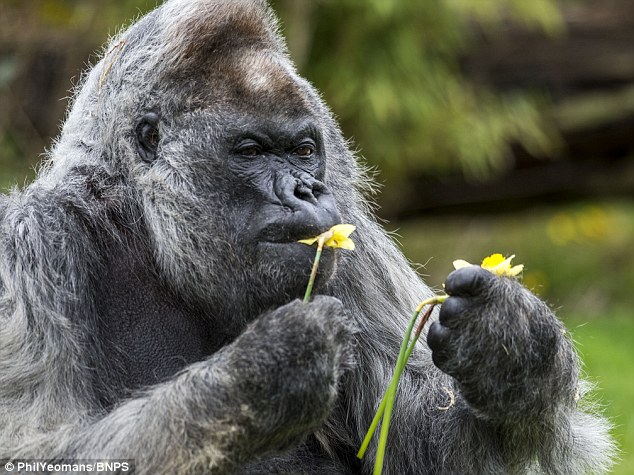 Ngay sau đó ông khỉ đột cau có nặng gần 2 tạ này ngay lập tức cho... hoa vào mồm ăn. Vừa già vừa xấu tính!
