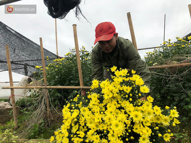 “Thủ phủ” hoa tại Hà Nội nở rộ giữa dịch COVID-19: “Tưởng thắng vụ mà thành bại, hoa cười nhưng người khóc” - Ảnh 6.