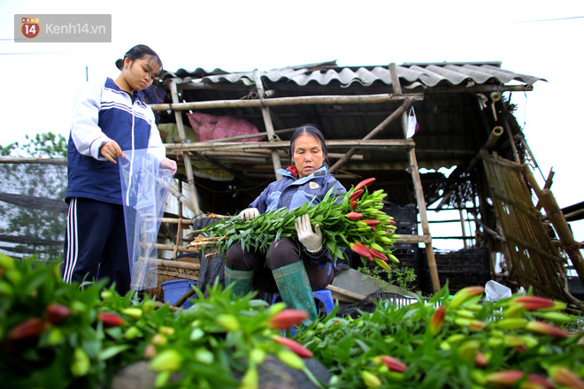 “Thủ phủ” hoa tại Hà Nội nở rộ giữa dịch COVID-19: “Tưởng thắng vụ mà thành bại, hoa cười nhưng người khóc” - Ảnh 14.