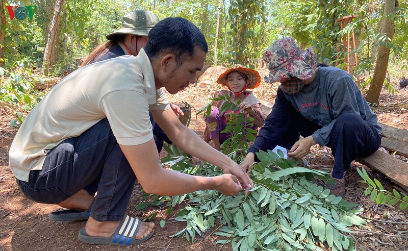 Kiếm tiền triệu mỗi ngày nhờ đặc sản “tôm rừng” Tây Nguyên - Ảnh 4.