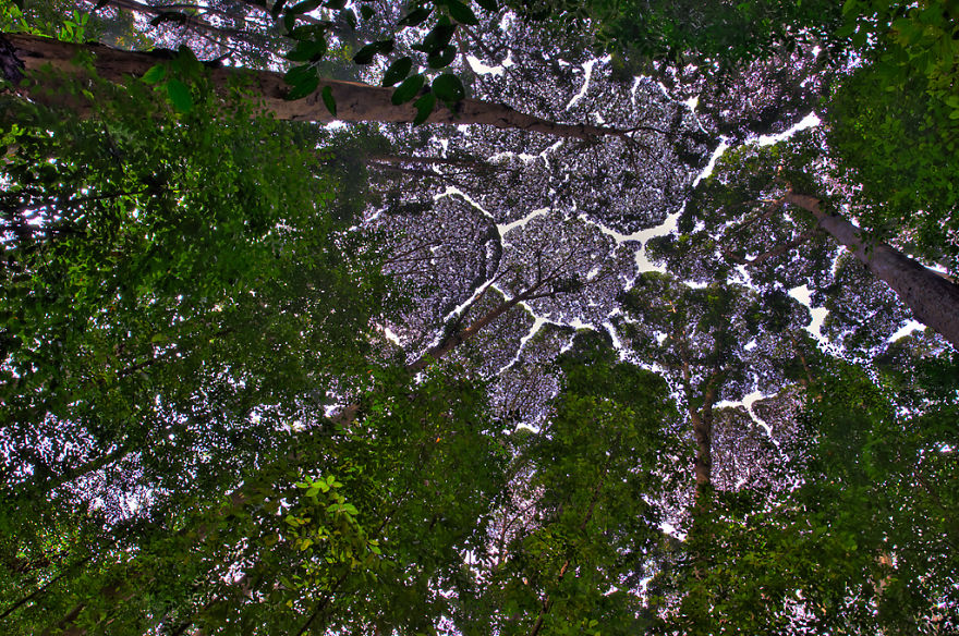 Crown shyness - là hiện tượng tự nhiên xảy ra đối với một số loài cây, trong đó những tán cây trên cao mọc gần nhau, có chiều cao tương đồng nhưng không bao giờ đan xen hay chạm vào nhau