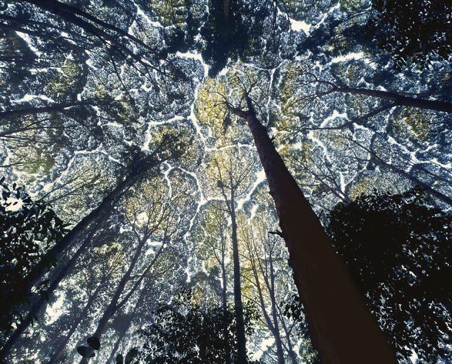 một số khác lại tin rằng crown shyness giúp tối ưu hóa lượng ánh sáng cho việc quang hợp...